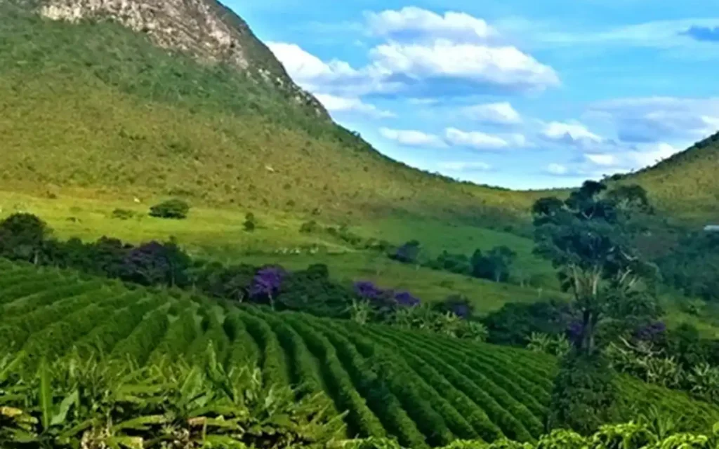 green bean field