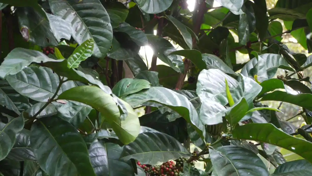 Coffee plant leaves