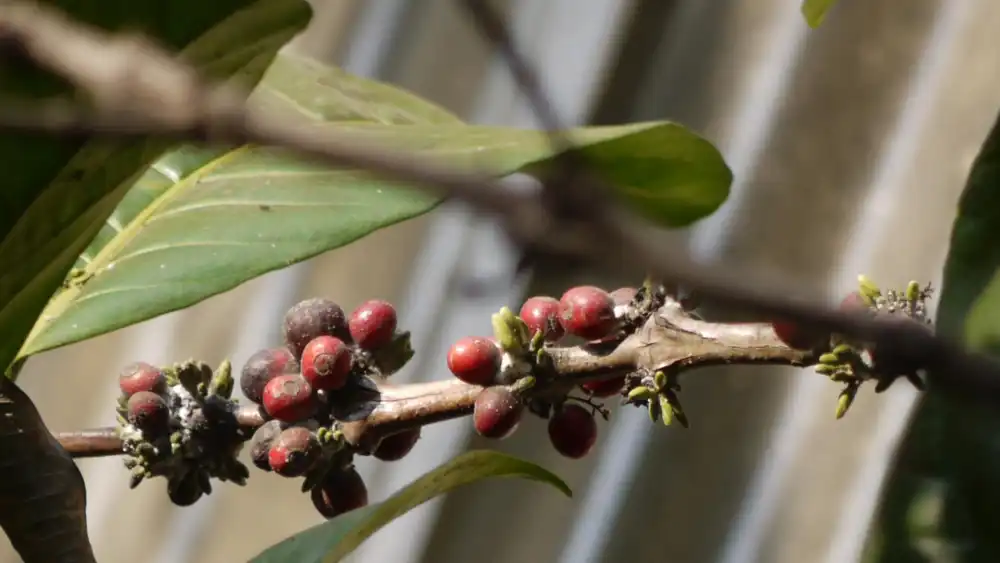 Coffee Berry