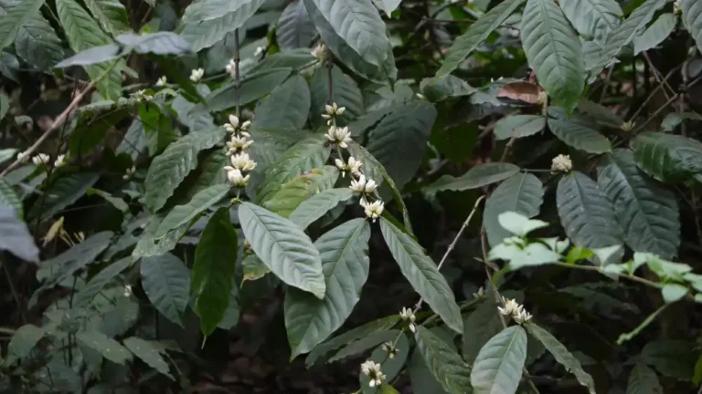 Coffee Plant
