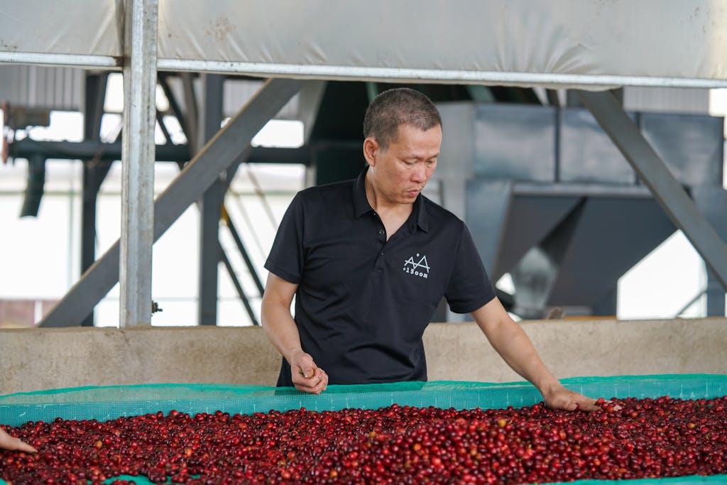 A worker sorting robusta coffee berries in Lâm Đồng, Vietnam for processing.