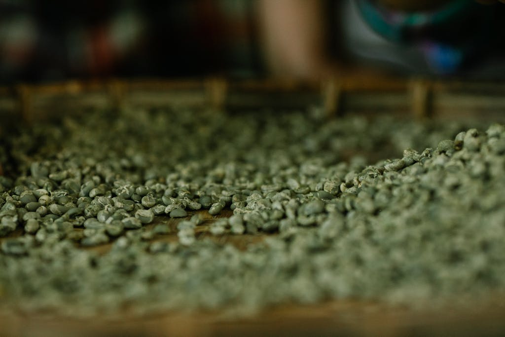 Bunch of green beans of aromatic natural coffee scattered on wooden table in farm
