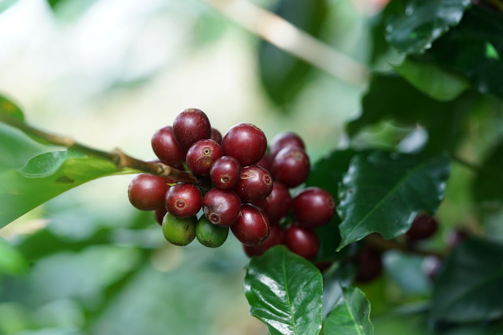 Close-up of ripe coffee cherries on a tree branch in Đà Lạt, Vietnam's highlands.