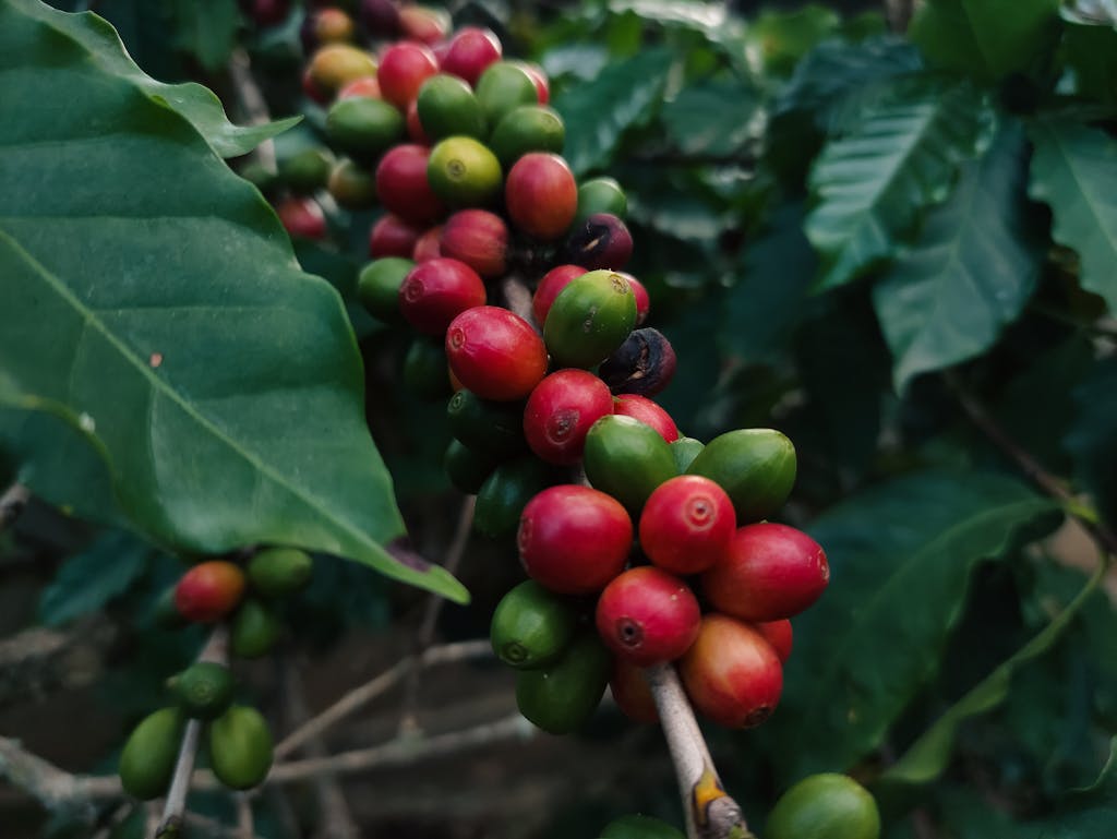 Close-up of ripe red and green coffee cherries growing on a branch. Perfect for illustrating coffee agriculture.