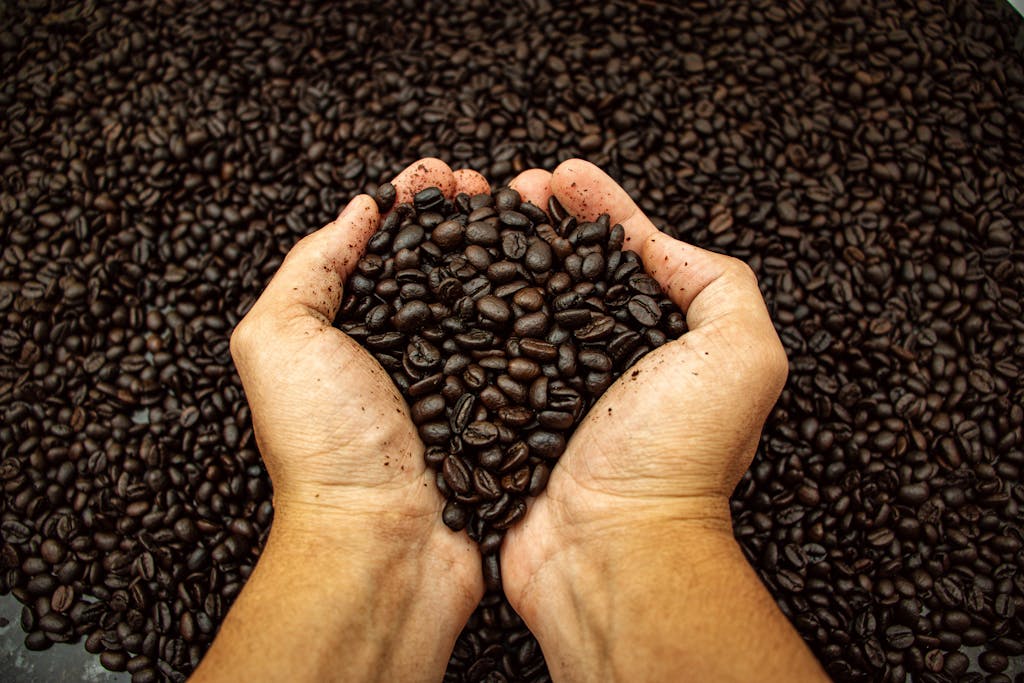 Hands holding dark roasted coffee beans, showing rich texture and vibrant color.