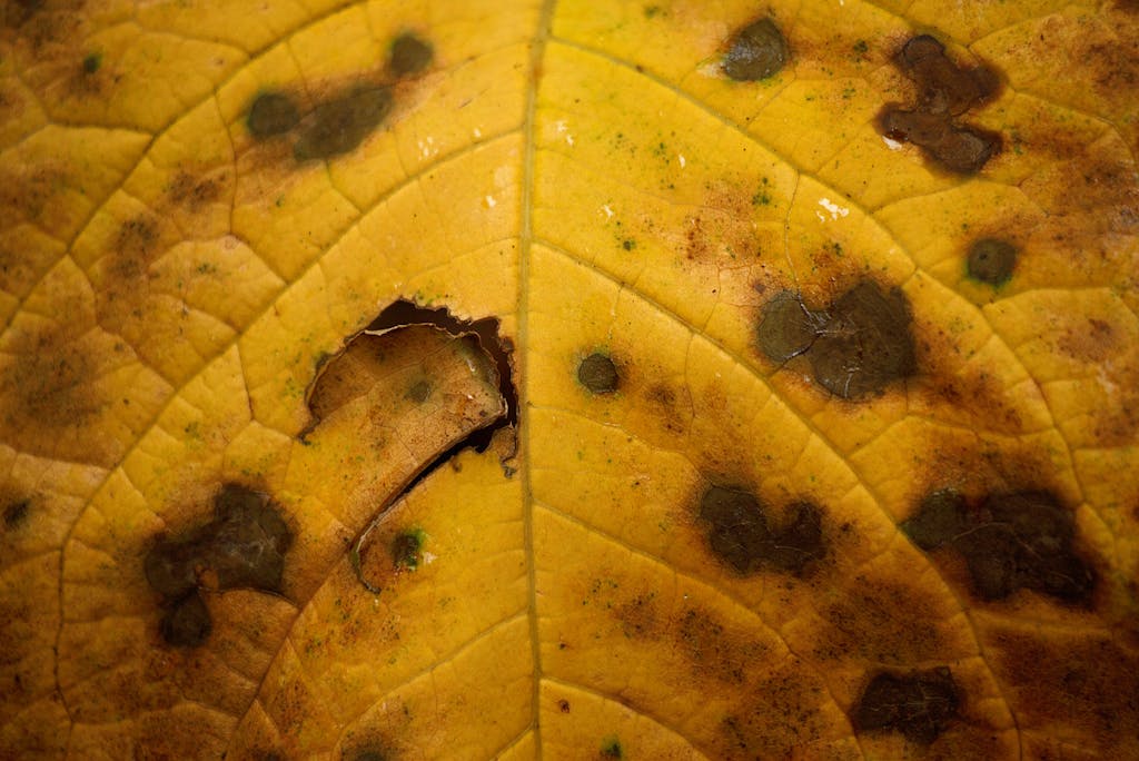 Macro photograph of a yellow leaf with dark spots revealing decay or infection.