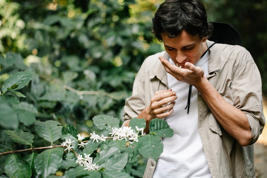 Male farmer enjoying aroma of blossoming arabica coffee flower from shrub in countryside on blurred background