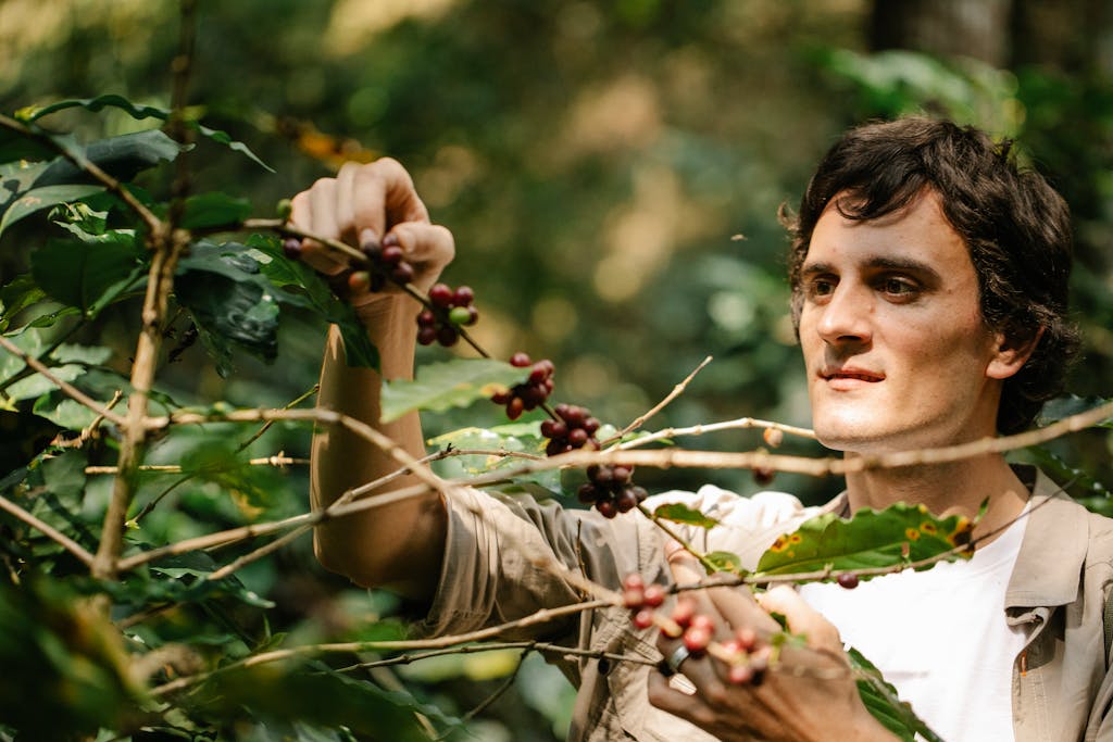 Portrait of a man picking ripe coffee cherries in a lush green garden, emphasizing sustainable agriculture.