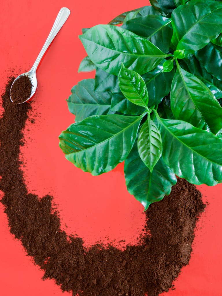 Vibrant display of coffee plant leaves and ground coffee with spoon on red surface.