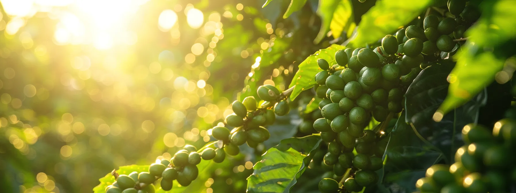 a vibrant image of freshly harvested green bean coffee beans basking in the sunlight, showcasing their antioxidant-rich and nutritious qualities.